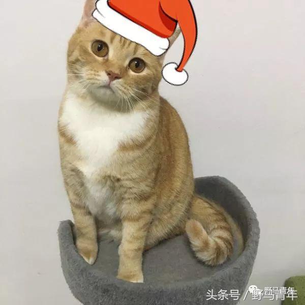 我一句说说而已，朋友就给我送了一只橘猫，结果她现在快20斤重
