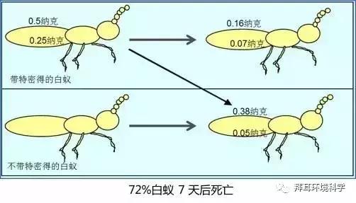 门框被白蚁蛀了怎么处理,防白蚁处理是在装修的哪个步骤