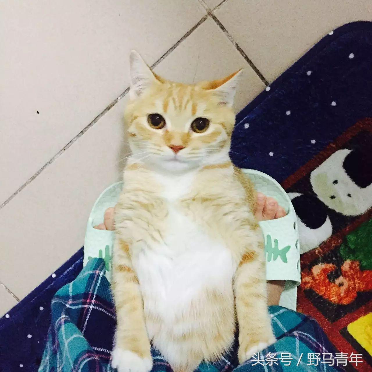 我一句说说而已，朋友就给我送了一只橘猫，结果她现在快20斤重