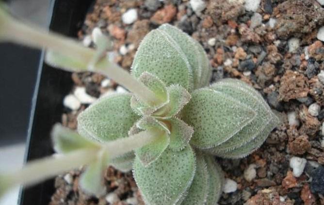 外形长的和宽叶花簪较像的梦巴如何养殖，老花匠来教你