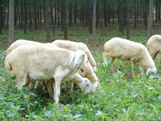 养羊疾病与兽药,防羊病常用的兽药