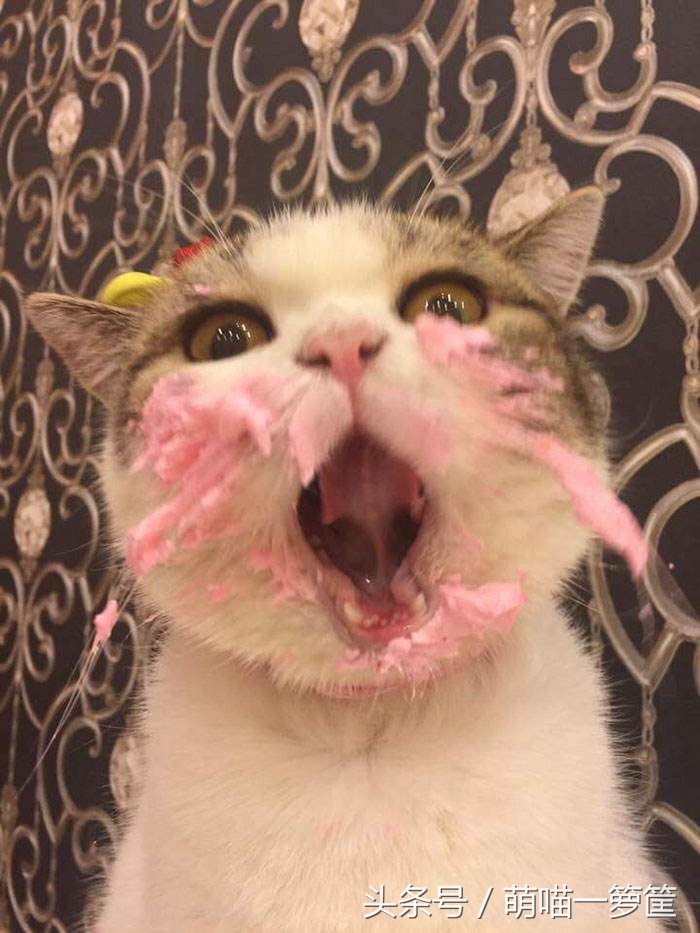 现在猫咪挑食了怎么办,猫咪严重挑食怎么纠正