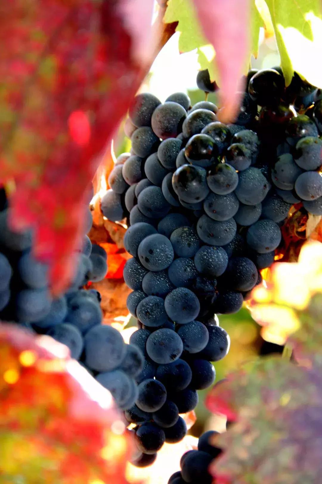 新手怎么挑选适合自己的红酒,新手入门怎么挑选红酒