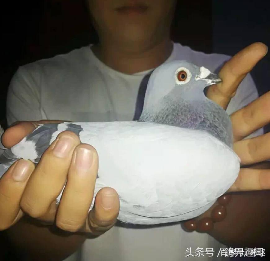 种鸽不配对不下蛋是什么原因,种鸽配对不下蛋可以孵鸽蛋吗