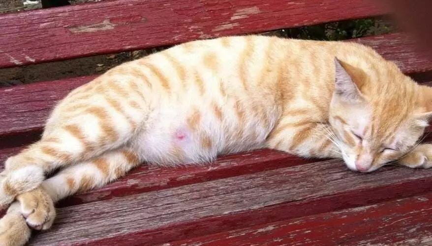 猫咪流产的原因及预防,猫咪流产一般发生在什么时候