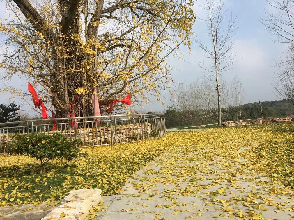 亲子推荐│蝶梦山丘—让蝶入梦、与蝶共舞