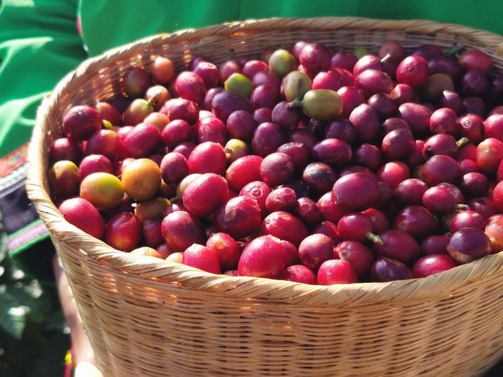 去云南适合买什么茶,云南最有名的咖啡在哪里