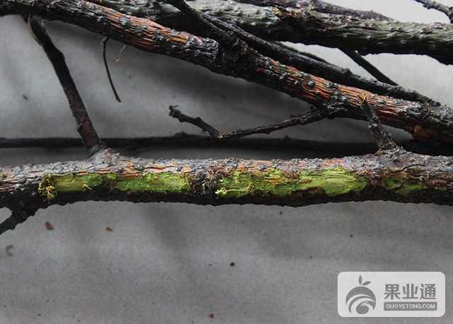 果树锰中毒怎么防治,果树碳中毒症状