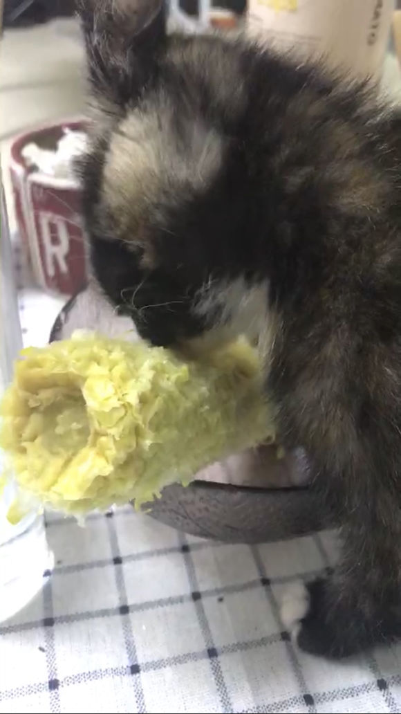 去花鸟市场买1厘米宠物,去宠物市场买了一只50元的小猫