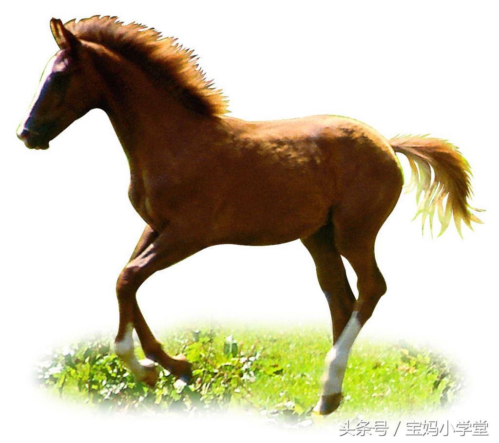 属马命中注定的情人是什么属相,2002属马男和啥属相最相配