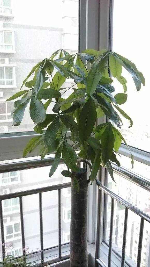 发财树死了怎么救活,快死的发财树如何救活