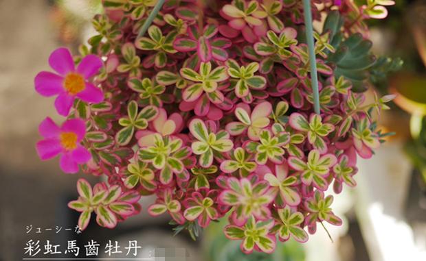 马齿苋在花盆怎么种,花盆怎么种马齿苋