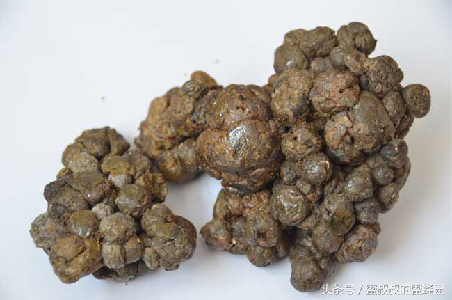 养蜂基础知识全集,养蜂一定要学会几个小技巧