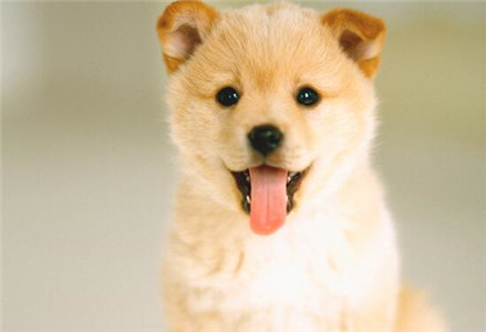 如何挑选柴犬详细教程送给你,挑选柴犬的十大忠告