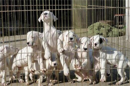 纯种杜高犬价格,纯种杜高犬的介绍