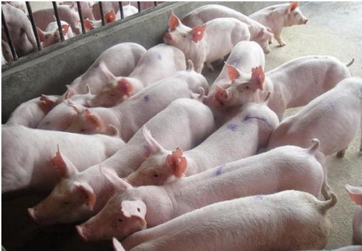 育肥猪容易发生哪些疾病,育肥猪常见病和治疗方案