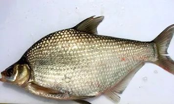 南北有别完整版,南北有别免费阅读