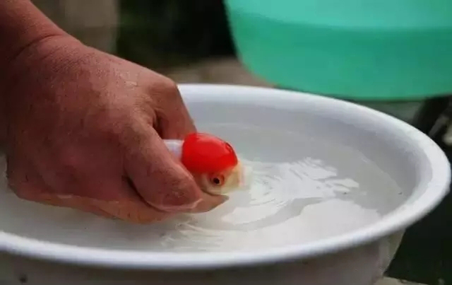 什么样的狮子头金鱼是精品,金鱼中的虎头和狮子头有什么区别