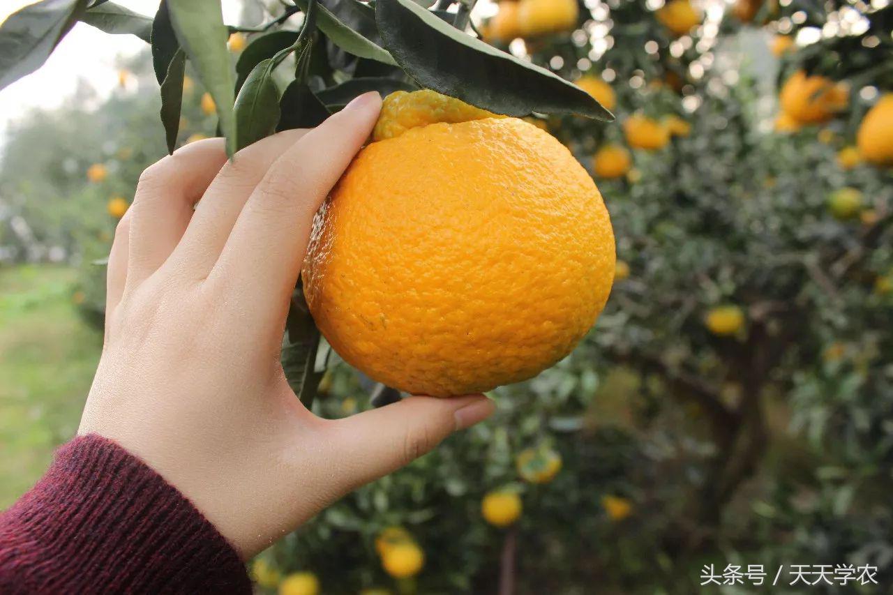 丑柑现在怎么样,真正的丑柑