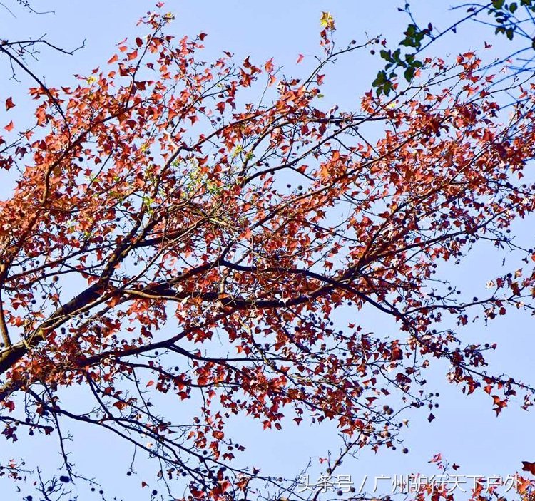 从化石门公园赏红叶旅游团,从化石门森林公园赏梅花路线