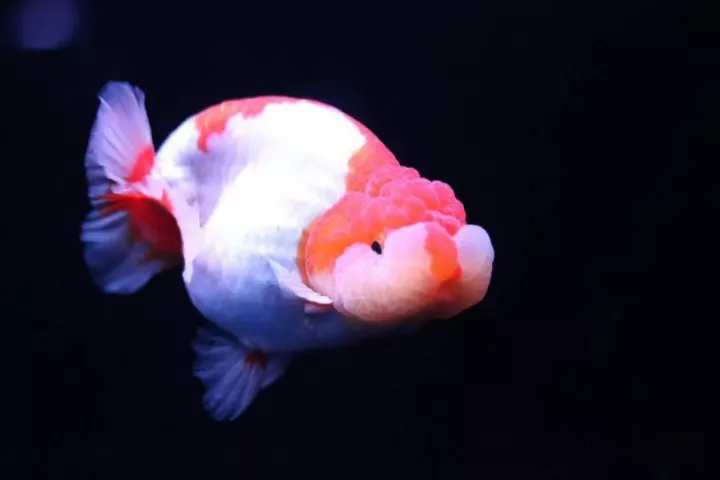 什么样的狮子头金鱼是精品,金鱼中的虎头和狮子头有什么区别