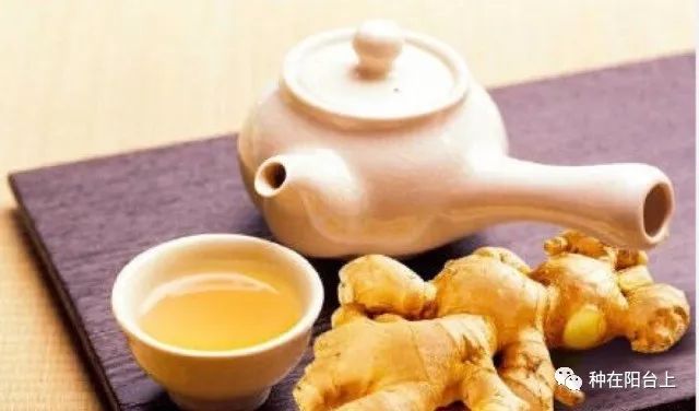 花花草草生虫用什么药更好,阳台花草长虫怎么处理