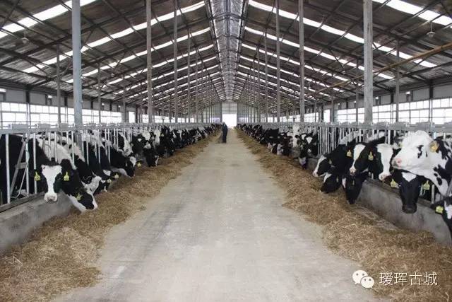 揭秘奶粉市场,黑河探店揭秘