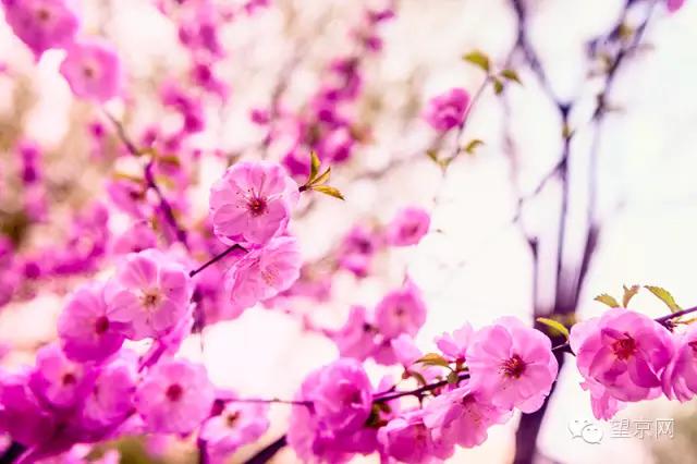 如果有人说“望京什么破地儿?”就把这条微信甩给他