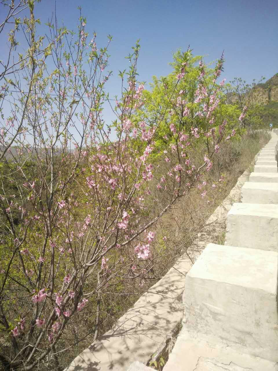 平谷国际徒步大道开放吗,平谷徒步大道自驾游路线图