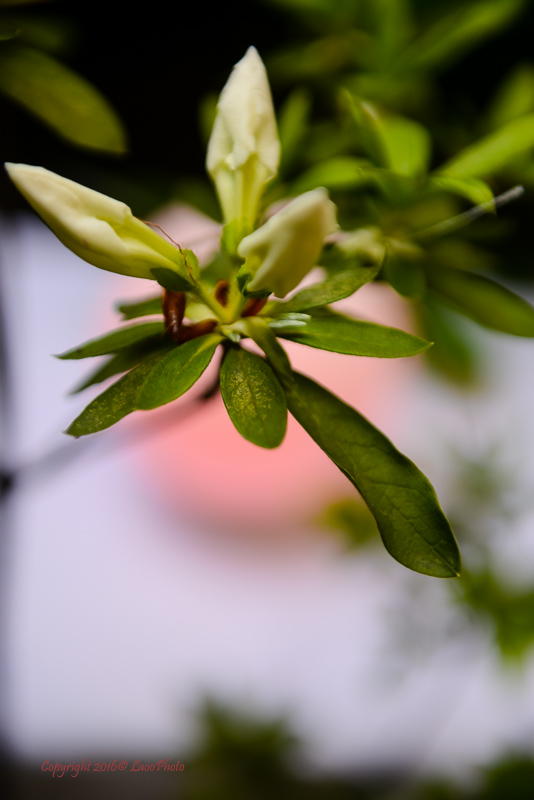 mipow智能音箱,mipow小夜灯