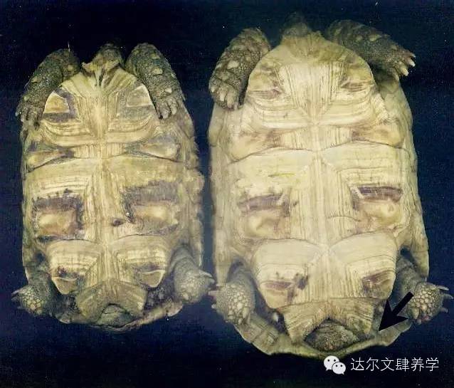 达尔文的象龟,达尔文进化岛最终进化形态