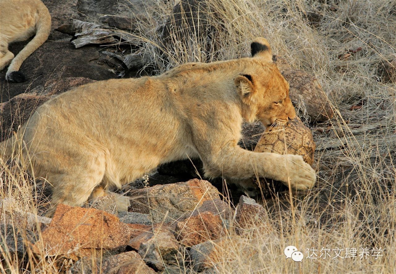 达尔文的象龟,达尔文进化岛最终进化形态