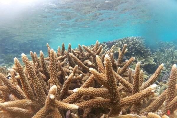 珊瑚海日本,陪你去看海底世界
