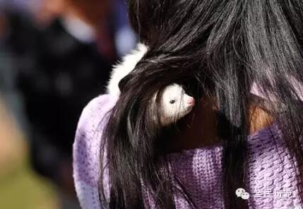 养一只貂的成本,家里可以养貂吗