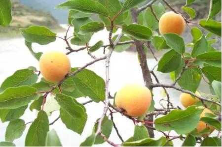 跟我识中药|止咳平喘，润肠通便苦杏仁