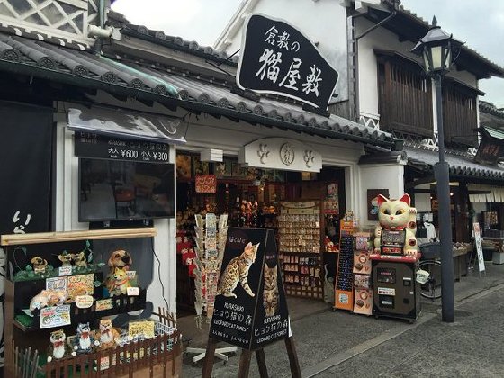 令人不禁着迷的豹纹魅力！日本首间“豹猫咖啡厅”人气开张