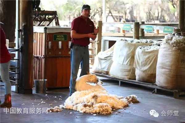 中国教育服务网：澳洲游记-羊毛是这样剪成的