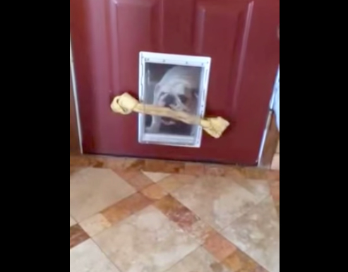 可爱法国斗牛犬,斗牛犬为什么咬东西不松口