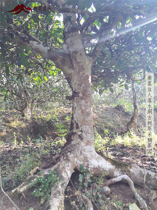 春茶之旅第二站：贡茶麻黑和新秀落水洞