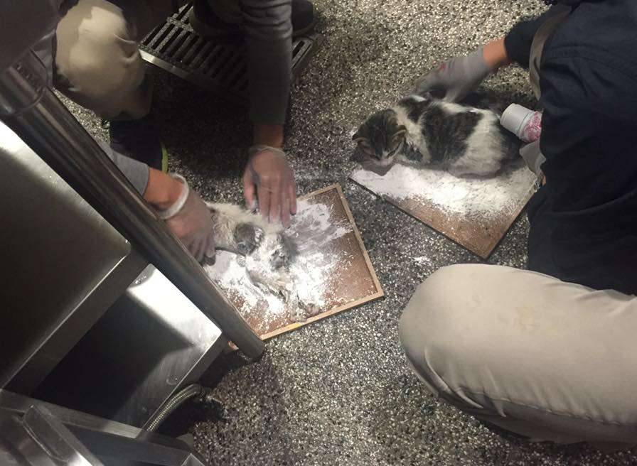 幼猫全被胶粘住了怎么办,猫粘到了粘鼠板怎么把猫弄出来