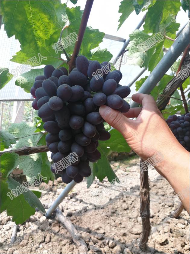 2017葡萄新品种苗,葡萄新品种分析