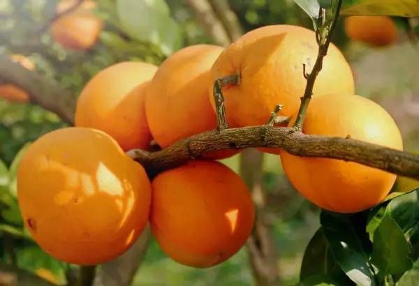 龙州旅游特产,龙州金龙有什么特产