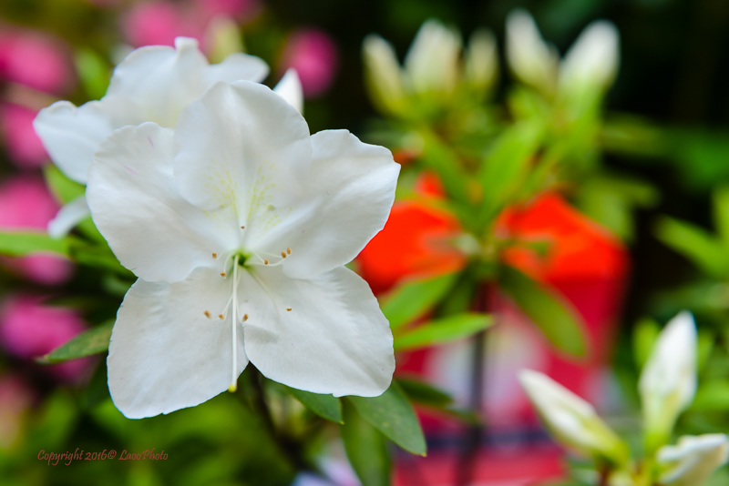 mipow智能音箱,mipow小夜灯