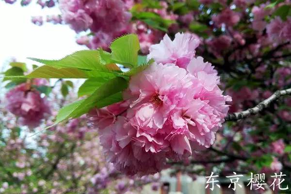 趣谈英文花名,趵突泉山大校区春天