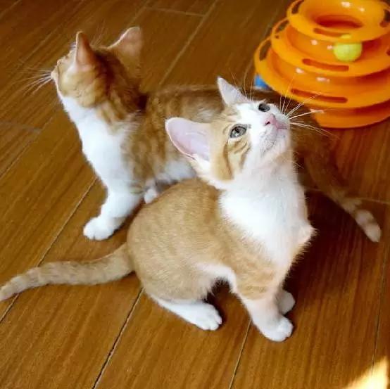 上海领养猫公益,上海领养狗狗店