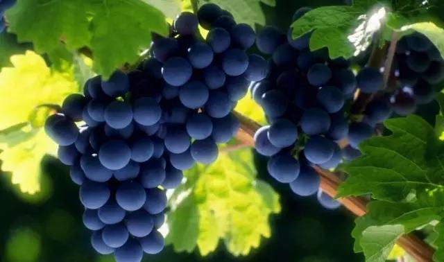 五一假期快来农业园摘蓝莓,五一快来摘草莓了