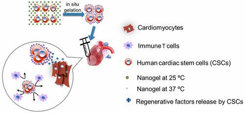 心肌梗死干细胞治疗,自身骨髓干细胞移植治疗心肌梗死