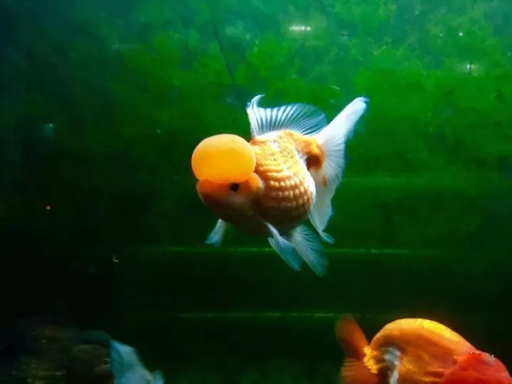 什么样的狮子头金鱼是精品,金鱼中的虎头和狮子头有什么区别