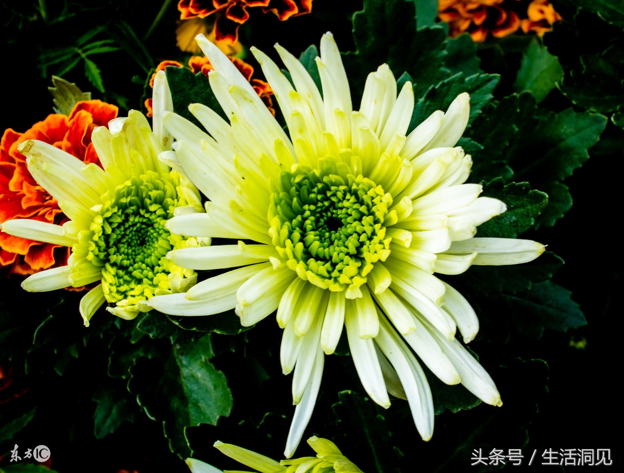 怎么样才能识破诈骗手段,生活处处是骗子套路