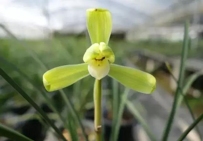 春兰四大天王品种,春兰四大天王的香气